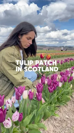 Colorful tulips in Scotland's Gloagburn tulip patch, perfect for weekend flower picking and enjoying local food.