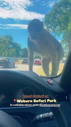 Family enjoying a day at Woburn Safari Park, encountering animals and exploring fun activities together.