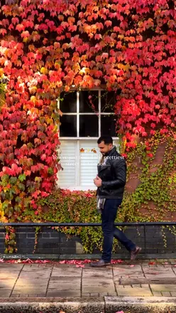 Autumn leaves on Thornhill Road, London, showcasing vibrant colors perfect for October's cozy season.