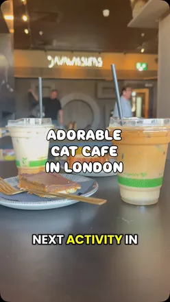 Guests enjoying coffee and snacks while playing with adorable cats at Java Whiskers, a cat cafe in Marylebone, London.