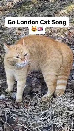Go London Viral Cat Song 🇬🇧

Do you want to go London?

#thekiffness #golondon #London #unitedkingdom