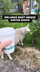 A listicle-style video showcasing five unique cafes in Ireland, highlighting specific features like a pet sheep, a cinema, a butterfly farm, a maze, and a scenic location. The video uses a mix of creator-led intro and montage clips to present the venues.