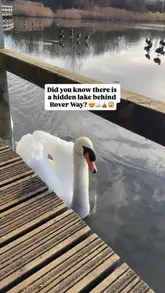 A short, handheld video showcasing a 'hidden' lake and walking path at Parc Tredelerch in Cardiff, featuring shots of the lake, swans, and signage.