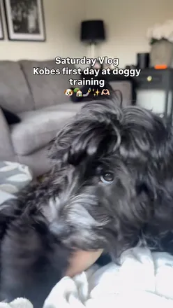 Kobe went to his first week out of 5 today of his training sessions and he absolutely loved it. There are 10 other dogs and we get updates all day of what they’re doing! When we picked him up Kobe was “the life of the party” 🐶🤣

Hopefully this will help us with training ✨

#saturdayvlog #puppyvlog #puppytrainingtips #puppytrainingclass #spendsaturdaywithme