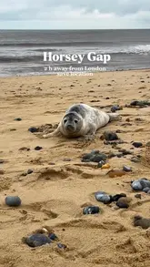 A short travel reel featuring a visit to Horsey Gap, highlighting the seal colony and the beach path. The video includes shots of the creator walking and close-ups of the seals on the sand.