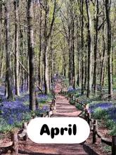 A high-quality, bright, and inviting stock-style photograph of a woodland path lined with bluebells, used as a background for an event listing.