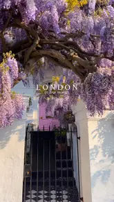 Beautiful purple wisteria in full bloom covering a building facade, a stunning sight during spring in London.