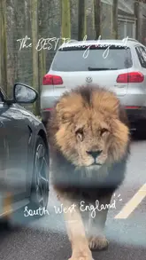 A montage video showcasing a family day out at Longleat Safari Park, featuring clips of the drive-through safari with lions, monkeys, and deer, a boat trip to see sea lions, and the adventure playground.