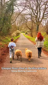 A short, engaging video showcasing a sheep walking experience in Bedfordshire. The footage captures a family walking sheep on leads through woodland and country roads, followed by interaction time where they brush and feed the animals.