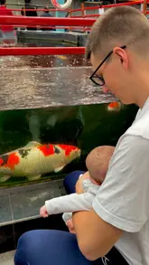 Here are a few options for your SEO alt text, depending on the specific focus of the image:

**Option 1 (Focus on the activity):**
"A toddler looking at colorful tropical fish in a glass tank at Shirley Aquatics near Birmingham."

**Option 2 (Focus on the family experience):**
"Parent and child exploring the koi pond and tropical fish displays at Shirley Aquatics, Birmingham."

**Option 3 (Broad/SEO friendly):**
"Family enjoying a free day out looking at fish and reptiles at Shirley Aquatics and Becketts Farm, Birmingham."

**Best practice tip:** If the photo features a specific type of fish or the child clearly, make sure to mention that to make the alt text as descriptive as possible.
