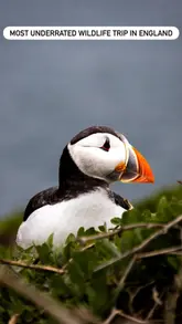 A travel guide video showcasing the Farne Islands in Northumberland, highlighting the puffin colony and seal sightings. It provides practical information on how to visit, including location, timing, and booking details for boat trips.