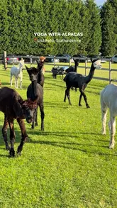 A short, upbeat reel showcasing an outdoor yoga session in a field in Lichfield, Staffordshire, where participants practice yoga alongside wandering alpacas. The video captures the serene atmosphere, the yoga poses, and the opportunity to feed and interact with the animals after the session.