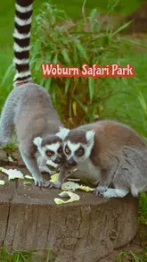 A montage of clips showcasing a family day out at Woburn Safari Park, featuring various animals, the safari train, play areas, and interactive experiences.