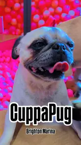 A video tour of CuppaPug in Brighton Marina, showcasing the pug-themed cafe, merchandise, and the opportunity to interact with pugs. The video highlights the food offerings, including pug-themed cookies, donuts, and cupcakes, and emphasizes the cafe's role in pug welfare and adoption.