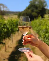 A high-quality, bright, and inviting shot of a glass of sparkling rosé held up against a backdrop of vineyard rows, effectively capturing the essence of a relaxing summer afternoon at a local vineyard.
