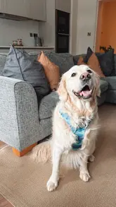 A vlog-style reel showcasing a dog-friendly staycation at The Devonport in Middleton One Row, featuring a tour of the apartment, a walk by the river, and various meals including dinner and breakfast.