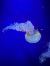 A high-quality, atmospheric shot of a jellyfish swimming in a dark blue aquarium tank. The image captures the bioluminescent-like glow of the creature against the deep blue background, creating a serene and visually striking composition suitable for promoting an aquarium visit.