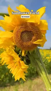 A short, aesthetic montage showcasing a sunflower field in Ireland, featuring the creator walking through the flowers and close-up shots of the blooms.