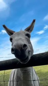 A montage video showcasing a family day out at Lancaster Park & Animal Farm, featuring animal interactions, playground activities, and a foam party.