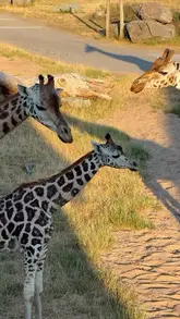 A video tour of a safari lodge at West Midlands Safari Park, showcasing the interior of the accommodation, the private balcony views of giraffes and other animals, and the breakfast service provided to the room.