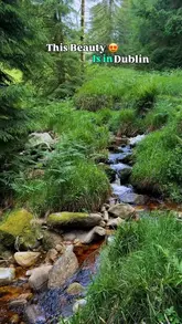 A short, aesthetic montage showcasing the natural scenery of Cruagh Wood in Dublin, featuring a stream, forest paths, and the creator walking through the area.