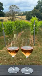 A short, aesthetic vlog showcasing a vineyard tour and wine tasting experience at Knotfield in Leeds, featuring shots of the vines, the tasting setup, and the wine being poured.