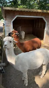 A family vlog showcasing a day out at The Meadows Wildlife Park in Caerphilly, highlighting animal interactions, play areas, a foam party, and cafe food.