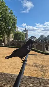 A vlog-style tour of the Tower of London, showcasing various historical towers, gates, and the 'Imagining Animals' puppetry event.