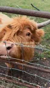 A short, casual video showcasing Highland cows at Heaton Park, Manchester, set to music with simple text overlays.