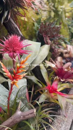 Visitors enjoying the vibrant Botanic Gardens in Belfast, surrounded by blooming flowers and lush greenery.