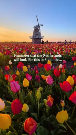 Explore stunning tulip fields in the Netherlands with Kelsey's free Tulip Guide, featuring top locations and travel tips.