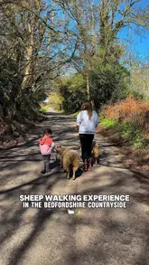 A vlog-style video showcasing a sheep walking experience in the Bedfordshire countryside, featuring a child interacting with, walking, and grooming Shetland sheep.