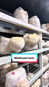 The video documents a visit to a mushroom farm, taking the viewer through the cultivation process in the clean, colonization, and grow rooms. It then transitions to a three-course meal prepared on-site using the farm's produce, highlighting the unique farm-to-table experience.