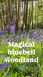 A promotional video for Hallcourt Farm showcasing their spring woodland trail, garden games, and barn activities, aimed at families.