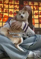 A short, handheld video showcasing a visit to a Shiba Inu dog cafe in Beijing, China. The creator is seen interacting with several dogs in a casual, relaxed setting.
