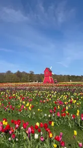 A montage video showcasing the Scottish Tulip Festival at Craigies Farm, featuring vibrant tulip fields and a decorative windmill.
