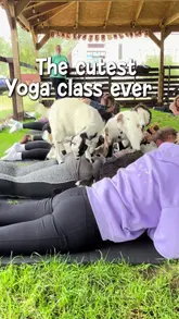 A short, upbeat video showcasing a goat yoga class at a farm in Essex. The footage captures participants doing yoga while baby goats wander around and climb on them, highlighting the playful and interactive nature of the experience.