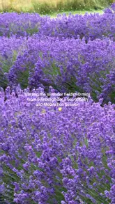 A short, aesthetic vlog showcasing a soundbath and meditation session held in lavender fields near Edinburgh, emphasizing the relaxing and scenic nature of the experience.