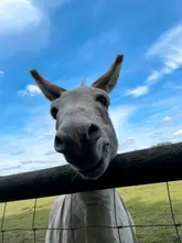 A family-focused reel showcasing a day out at Lancaster Park & Animal Farm, highlighting various activities including animal feeding, petting, a foam party, and outdoor play areas.