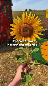 A short, engaging reel showcasing a visit to Saxby's Cider, featuring sunflower picking, feeding alpacas, and enjoying burgers and cider.