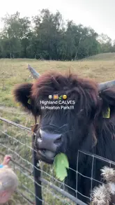 A short, handheld video showcasing Highland calves in Heaton Park, Manchester, featuring close-up shots of the animals in their natural park setting.