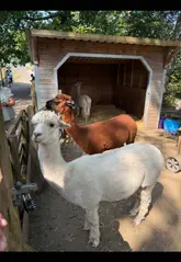 A family vlog showcasing a day out at The Meadows Wildlife Park in Caerphilly, highlighting animal interactions, play areas, and cafe food.