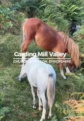 A travel vlog documenting a 9-mile circular hike at Carding Mill Valley in Shropshire, featuring scenic views, wildlife encounters with ponies, and practical tips for visitors.