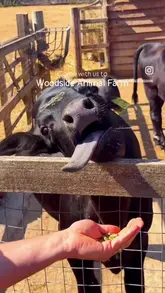 A family-focused montage showcasing a day out at Woodside Animal Farm, highlighting various animal encounters, play areas, and recreational activities.