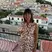 UK Restaurants and Travel Itineraries